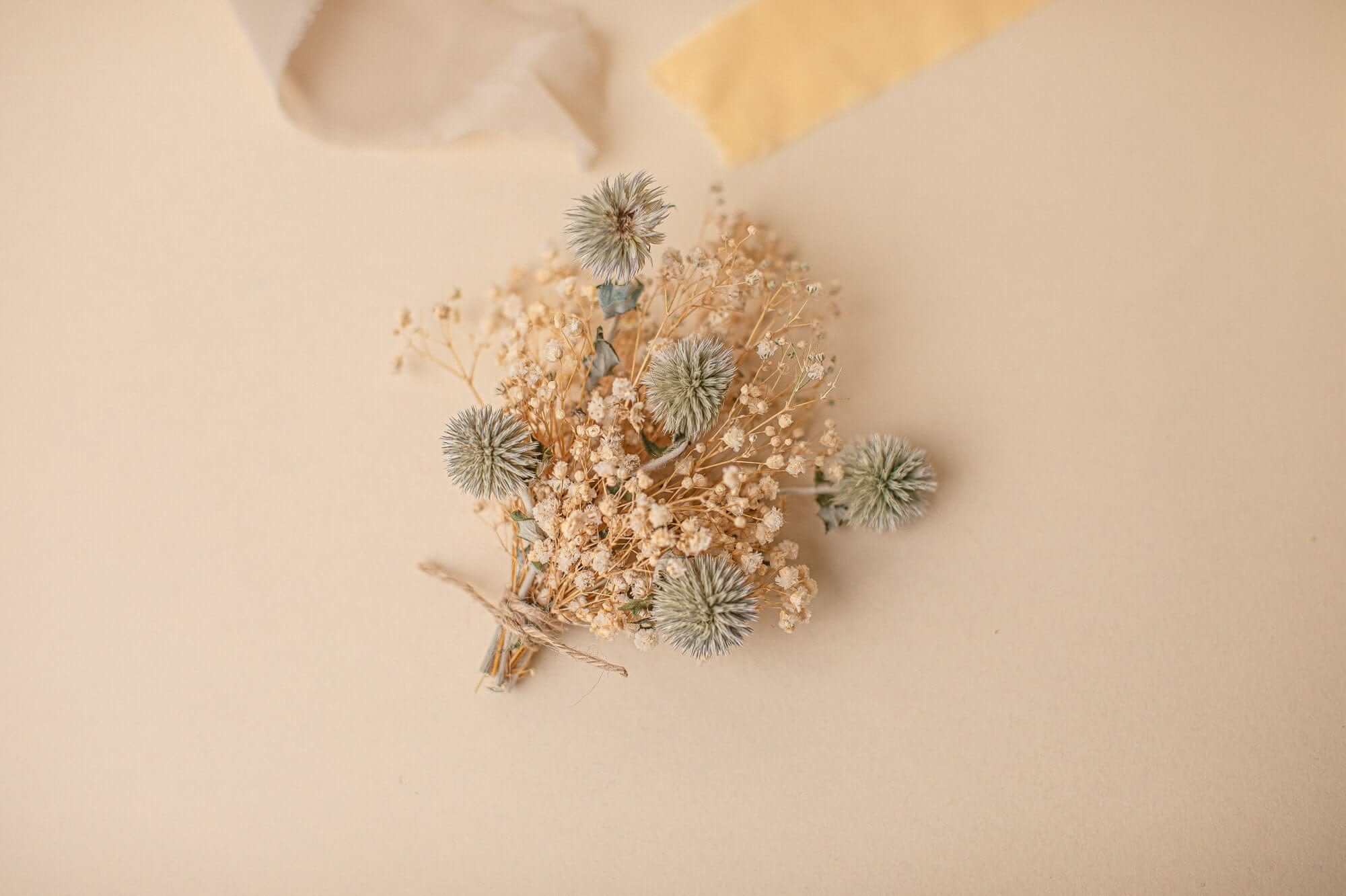 Dried thistles from Hidden Botanics.