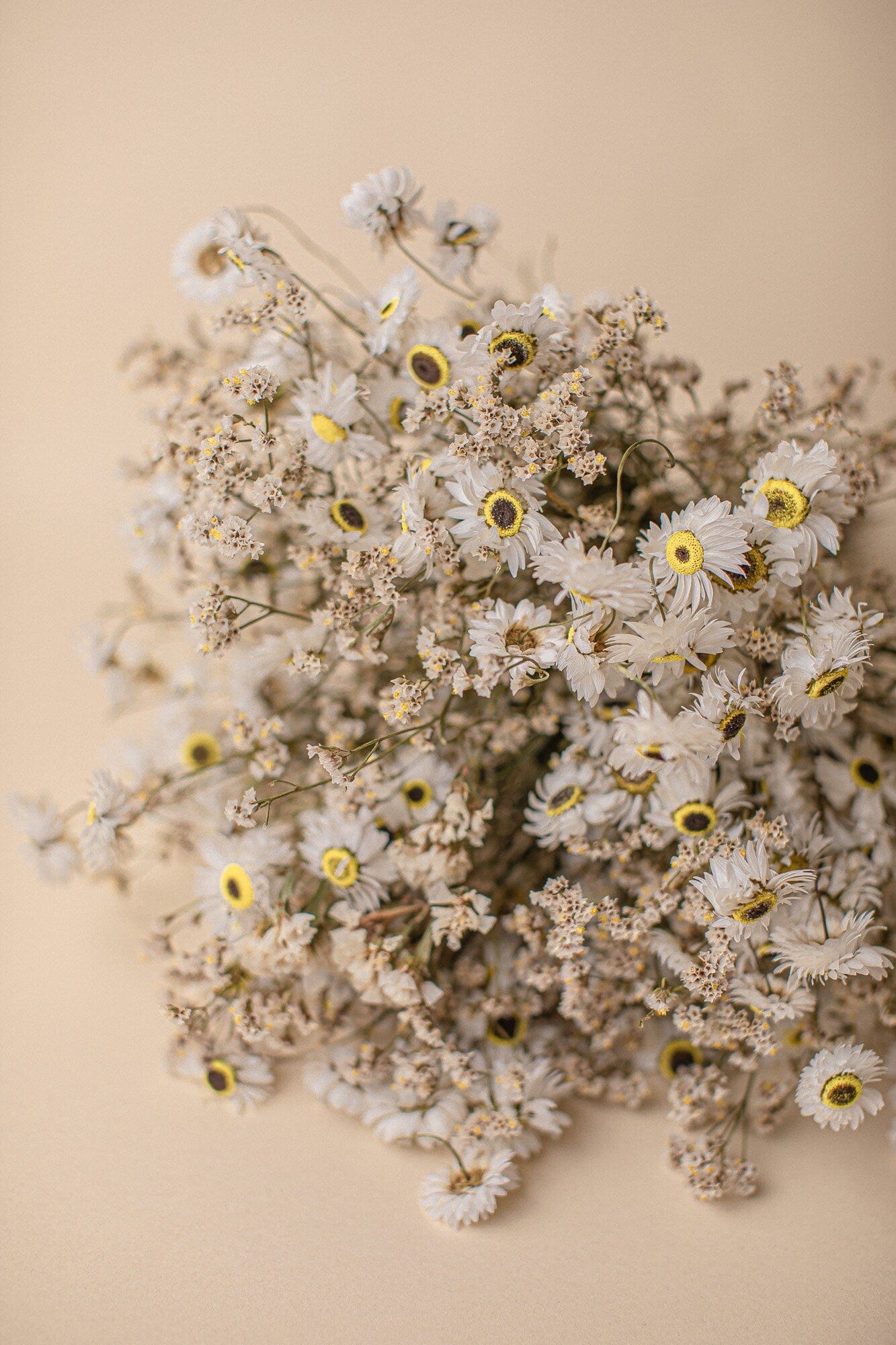 hiddenbotanicsweddings Bouquets Dried Flowers Bridal Bouquet - Daisy White & Cream